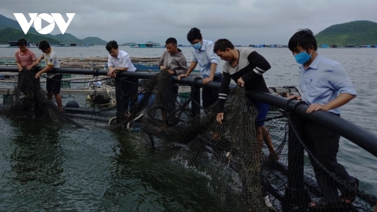 Chuyển đổi công nghệ, hướng đi bền vững cho nuôi hải sản hiện đại ở Khánh Hòa